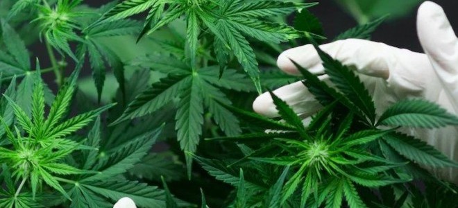 Tıbbi amaçlı kenevir üretimine onay verildi