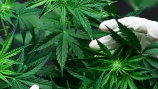 Tıbbi amaçlı kenevir üretimine onay verildi