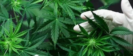 Tıbbi amaçlı kenevir üretimine onay verildi