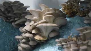 Tıbbi mantar yetiştiriciliğinin ekonomik potansiyeli masaya yatırıldı