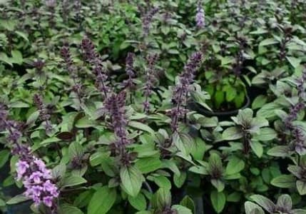 Tıbbi ve Aromatik Bitkilerle Hedef, 5 Milyar Dolarlık İhracat