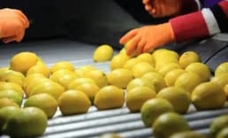 Ticaret Bakanlığı duyurdu: Limon ihracatı geçici olarak durduruldu