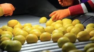 Ticaret Bakanlığı duyurdu: Limon ihracatı geçici olarak durduruldu