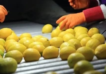 Ticaret Bakanlığı duyurdu: Limon ihracatı geçici olarak durduruldu