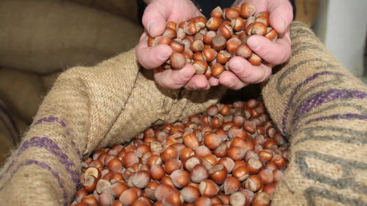 Ticaret borsalarında fındık hareketliliği