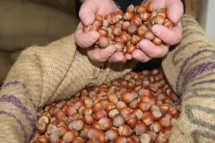 Ticaret borsalarında fındık hareketliliği
