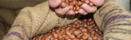 Ticaret borsalarında fındık hareketliliği