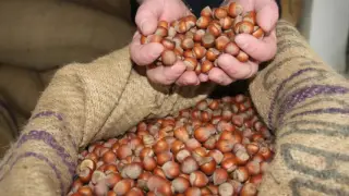 Ticaret borsalarında fındık hareketliliği