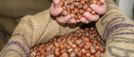 Ticaret borsalarında fındık hareketliliği