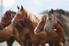 TİGEM 17 safkan Arap koşu tayı satıyor