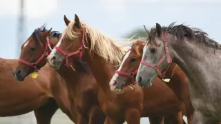 TİGEM 17 safkan Arap koşu tayı satıyor