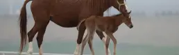 TİGEM 61 safkan Arap koşu tayı satacak