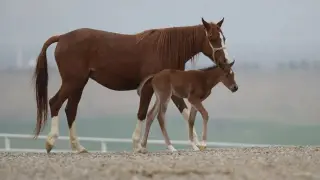 TİGEM 61 safkan Arap koşu tayı satacak