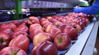 TKDK desteğiyle kurulan tesiste yıllık 100 ton elma kurusu hedefi