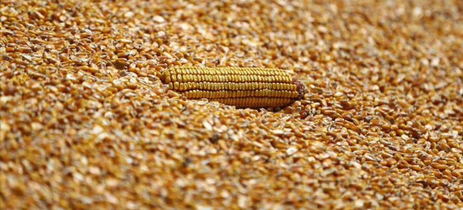 TMO 2025 yılı mısır alım fiyatını açıkladı