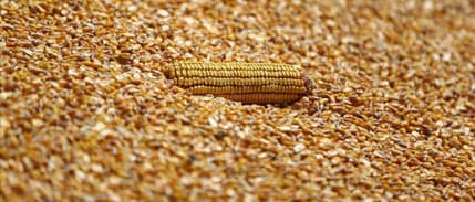 TMO 2025 yılı mısır alım fiyatını açıkladı