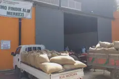 TMO 24 Ağustos'ta başlayacak yeni sezon fındık alım fiyatlarını açıkladı