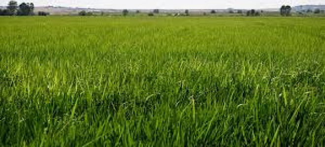 Çeltik alım fiyatları belli oldu