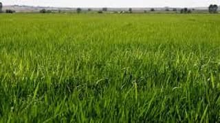 Çeltik alım fiyatları belli oldu