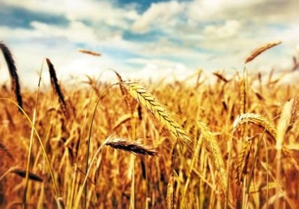Tmo: Buğday Piyasalarında Istikrar Devam Edecektir