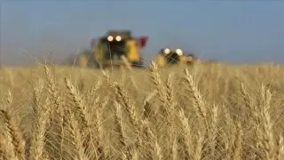 TMO ekmeklik buğday ihracatına yeniden izin verdi