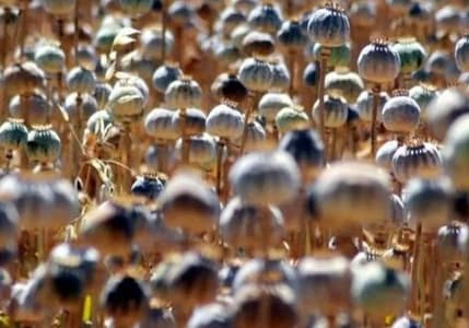 TMO mavi haşhaş tohumu satışı için talep toplamaya başladı
