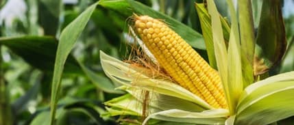 TMO mısır alım fiyatını açıkladı