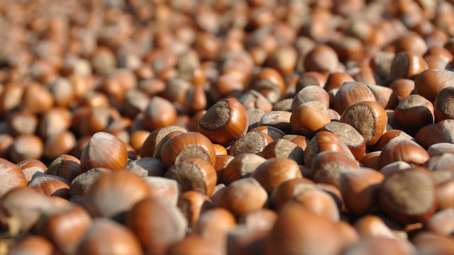 TMO'nun fındık alım fiyatları açıklandı