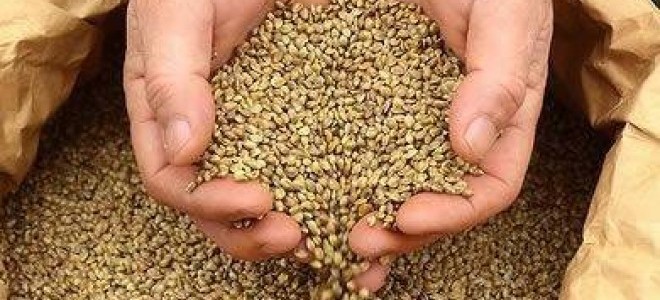 Tohum Desteği Başvuruları İçin Son Gün 31 Ekim