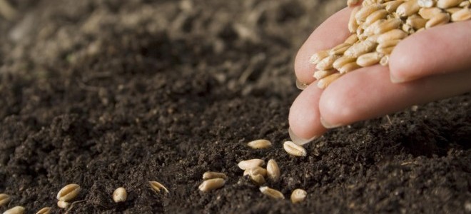 Tohumda İhracatın İthalatı Karşılama Oranı Yüzde 73’e Çıktı