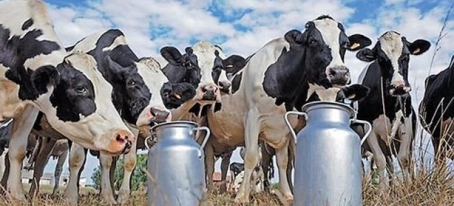 Toplanan İnek Sütü Miktarı Arttı