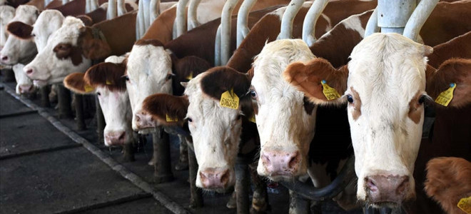 Toplanan inek sütü miktarı kasımda yüzde 4 azaldı