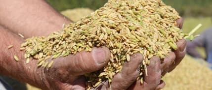Toprak Mahsulleri Ofisi çeltik alım fiyatlarını açıkladı