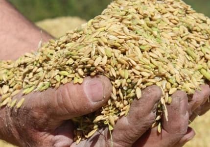 Toprak Mahsulleri Ofisi çeltik alım fiyatlarını açıkladı