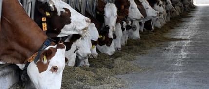 TÜİK: 2023'te büyükbaş ve küçükbaş hayvan sayıları azaldı