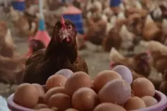 TÜİK açıkladı: Yumurta, tavuk eti ve süt üretimi haziranda arttı
