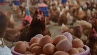 TÜİK açıkladı: Yumurta, tavuk eti ve süt üretimi haziranda arttı