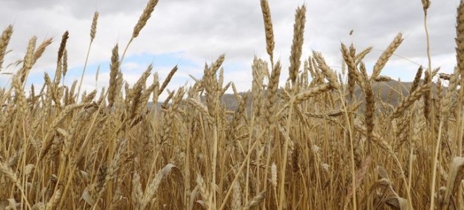 TÜİK, tahılda yeterlilik oranını açıkladı