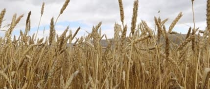 TÜİK, tahılda yeterlilik oranını açıkladı