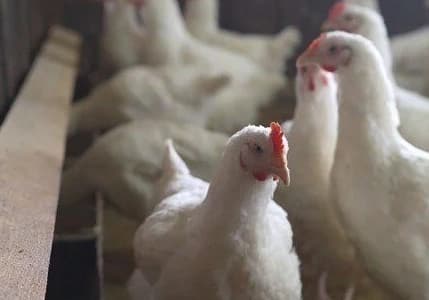 TÜİK: Tavuk eti üretimi aylık bazda %5,7, yıllık bazda %8,9 azaldı