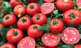 Tüketici Köy Domatesi Lezzetini Arayınca 'gülköy' ve 'gülpembe' Ortaya Çıktı