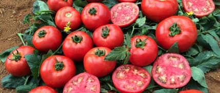 Tüketici Köy Domatesi Lezzetini Arayınca 'gülköy' ve 'gülpembe' Ortaya Çıktı