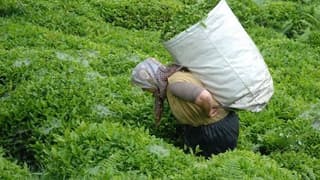 Türk çayının en fazla ihraç edildiği ülkeler belli oldu