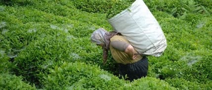 Türk çayının en fazla ihraç edildiği ülkeler belli oldu