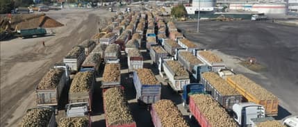 Türk domatesinin ihracatında şampiyon Romanya oldu