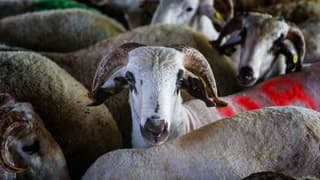 Türk Kızılay'ın vekaletle kurban kesim fiyatı belli oldu