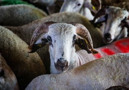 Türk Kızılay'ın vekaletle kurban kesim fiyatı belli oldu
