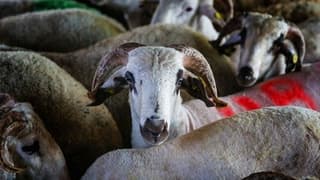 Türk Kızılay'ın vekaletle kurban kesim bedeli belli oldu
