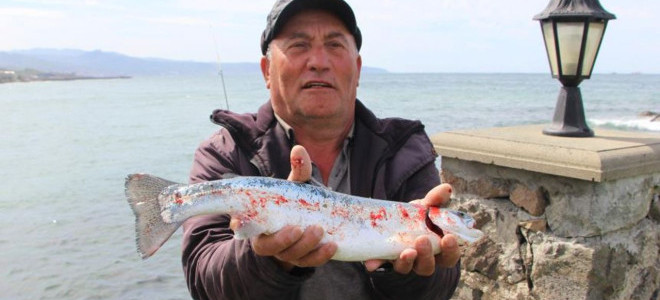 Türk somonuna dünya pazarında yoğun ilgi