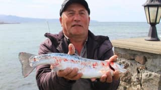 Türk somonuna dünya pazarında yoğun ilgi